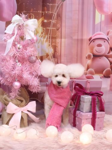 20241213あんちゃん